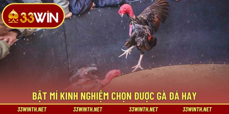 Chia sẻ mẹo chọn chiến kê đấu hay 