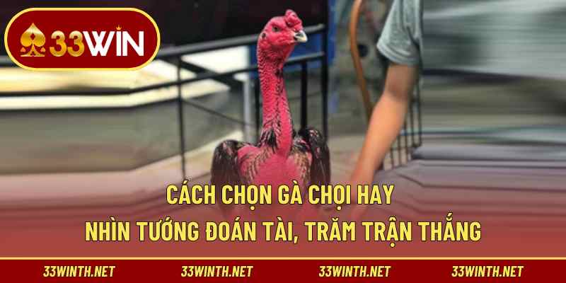 Cách chọn gà chọi hay