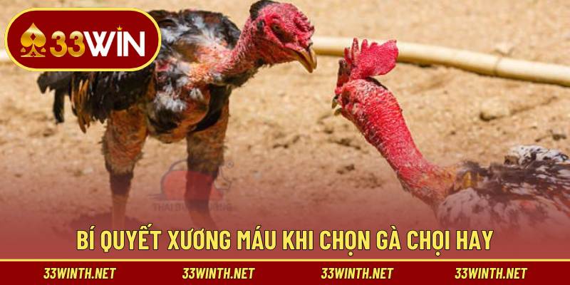 Cẩm nang cần biết khi chọn gà chọi