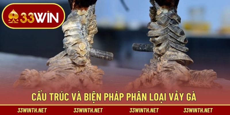 Hướng dẫn phân biệt từng loại vảy của gà