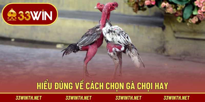 Lý do cần hiểu cách chọn gà chọi hay