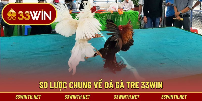 Hiểu đúng về đá gà tre 33win