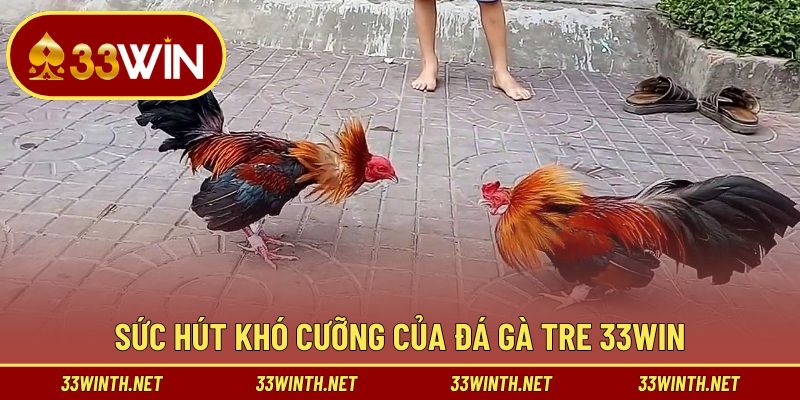 Lý do sức hút đặc biệt của đá gà tre