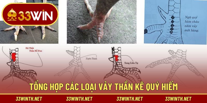 Top vảy gà đá hay được săn lùng nhiều