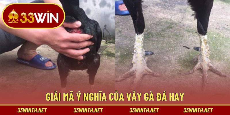 Hiểu đúng về vảy gà đá hay